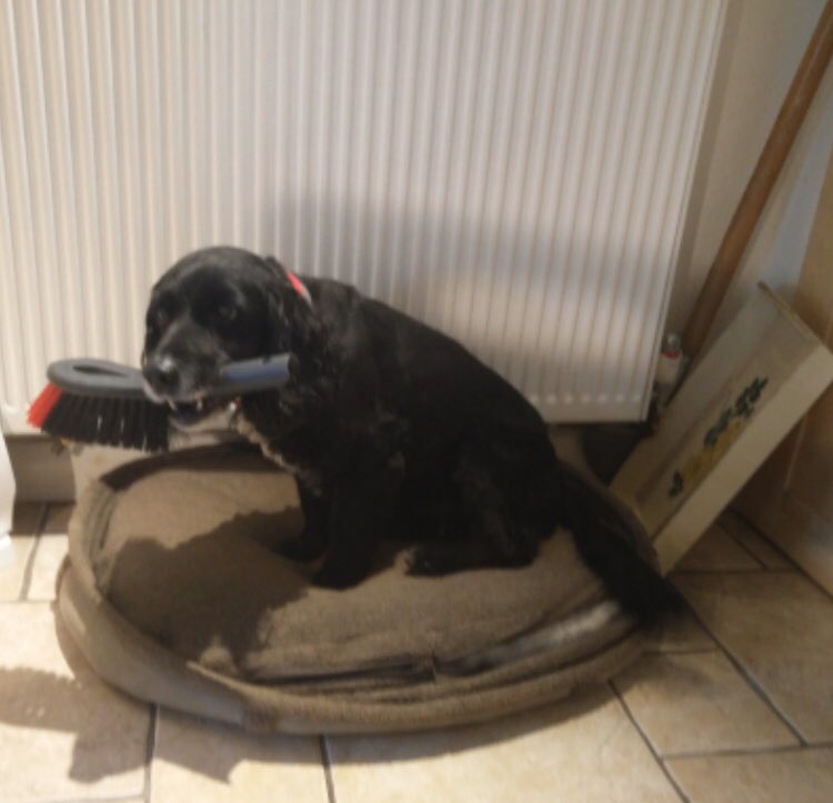 rosieDoc2's tweet photo. #MISSING ANOTHER ELDERLY #Spaniel “L” black with white muzzle between #Warnford & #Corehampton SE of #Winchester on Beacon Hill #SO32 23/1/20
Spayed/chipped
‼️NOT LOCAL TO AREA‼️ 🆘🆘
https://t.co/EvF4gXDk3L
🐾🐾LOCALS PLS 👀 OUT 🐾🐾TY https://t.co/yjaE7YIbc0