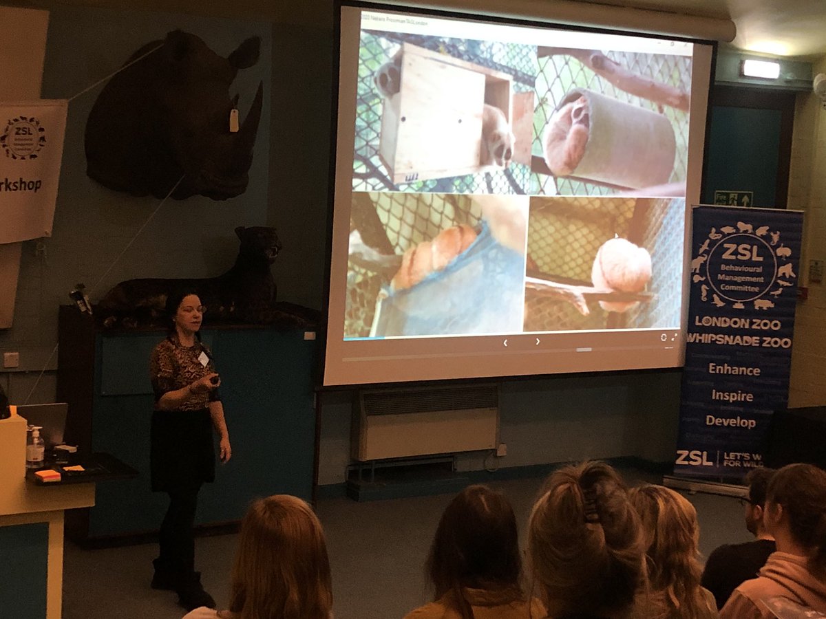 nettygunn's tweet photo. DAY 1 of 2nd @BIAZA #nocturnal #primate workshop @zsllondonzoo!Keynote speaker Prof. Anna Nekaris presented #slowlorisconservation by @littlefireface #conservation #slowloris #research #fieldwork #endangeredspecies #enrichment #zoos #zookeepers #prosimian #education #welfare https://t.co/5RJDG7bT2h