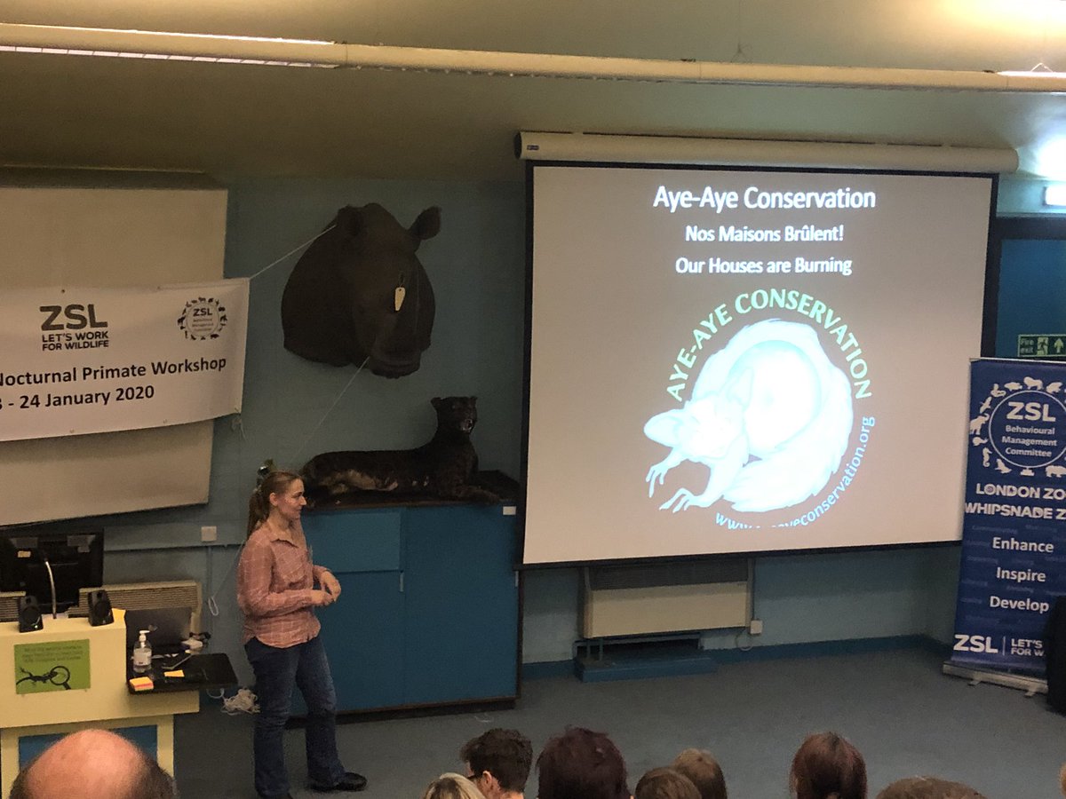 nettygunn's tweet photo. DAY 1 of 2nd @BIAZA #nocturnal #primate workshop @zsllondonzoo!Keynote speaker Prof. Anna Nekaris presented #slowlorisconservation by @littlefireface #conservation #slowloris #research #fieldwork #endangeredspecies #enrichment #zoos #zookeepers #prosimian #education #welfare https://t.co/5RJDG7bT2h