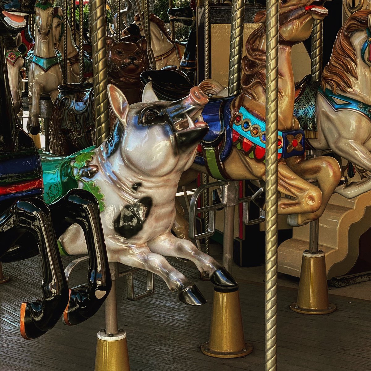 TexasThrills's tweet photo. Some asked me what the fastest ride at @SF_FiestaTexas was and I said the Grand Carousel and they laughed at me. I was just guessing the ride with the most horse power. #tts #jokes #SorryNotSorry #ItsAPig https://t.co/EEI0CZXBFB