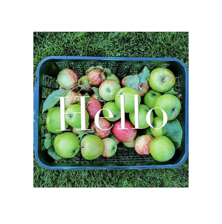 SupperAtWoods's tweet photo. Hiya! Made a thing on Instagram but here for twitter too.... very excited to share our journey creating beautiful banquets, celebrating the four seasons of the year. Focusing on local and sustainable produce. Vegetarian and vegan exclusive menus. Watch this space.. 🍽 https://t.co/Yyr0M61EEl
