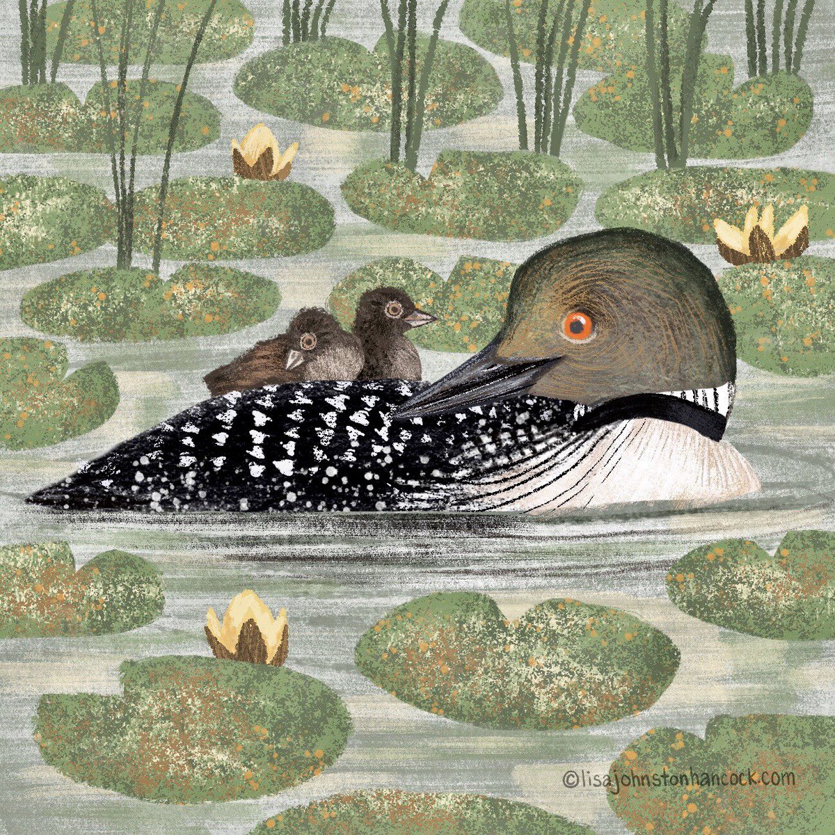 LisaJHancockArt's tweet photo. Common Loon (with some chicks) for today! We have actually seen quite a few of these lately.
What is your favorite California bird? I’m taking requests! 😃
#womenwhodraw #illustration #nonfictionart #kidlitart #illustrationart #illustratorsoninstagram #socalbirds #procreate30 https://t.co/uLdkIUseRk