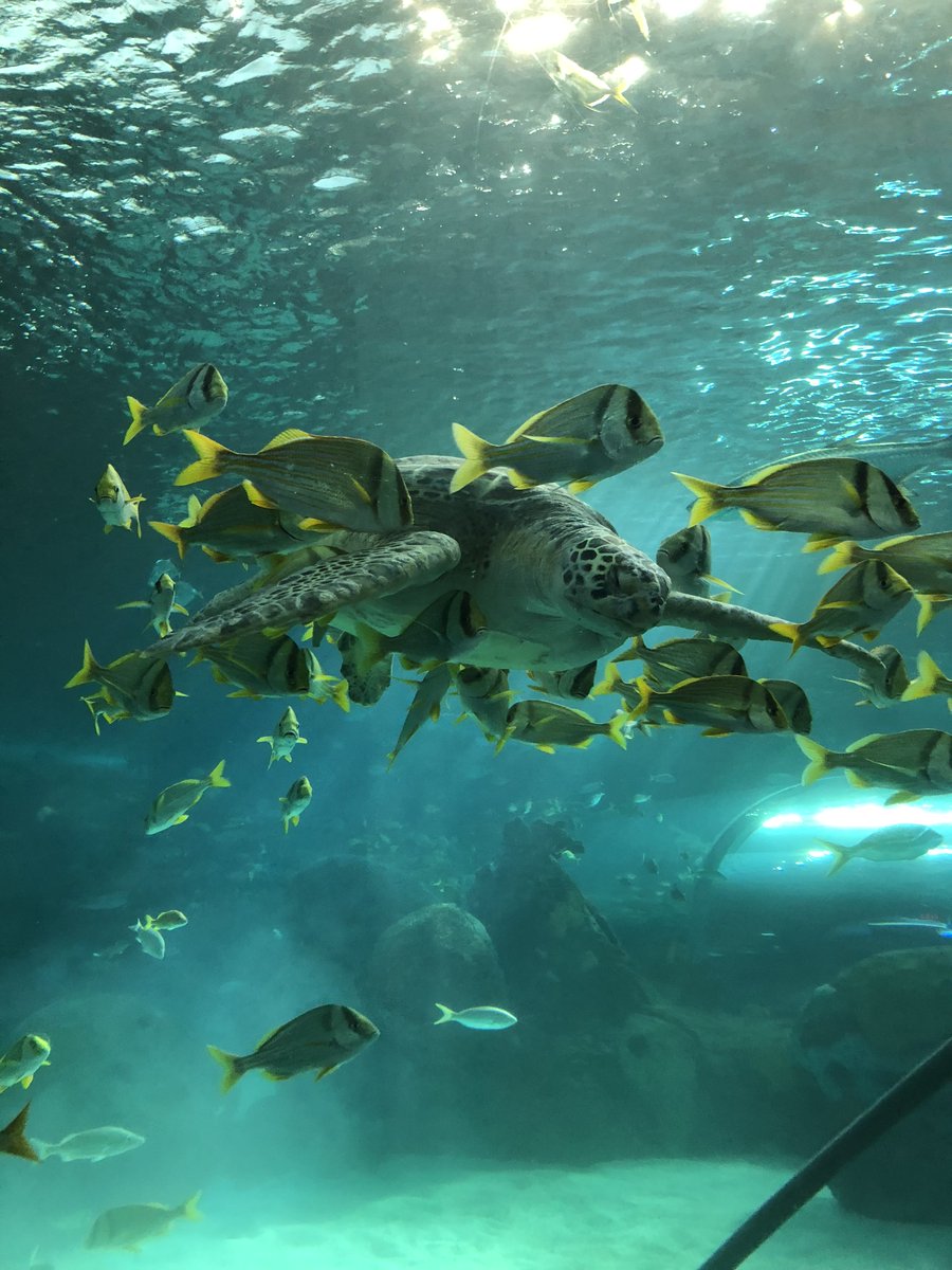 RipleysAquaCA's tweet image. One of our green sea turtles (Chelonia mydas) &quot;Spot&quot; being cleaned by her posse of Porkfish. 
In the wild, sea turtles often use reef communities as &apos;cleaning stations&apos;. 🐢🚿

Check out our most recent Instagram post for more info about this! #FeaturedFishFriday