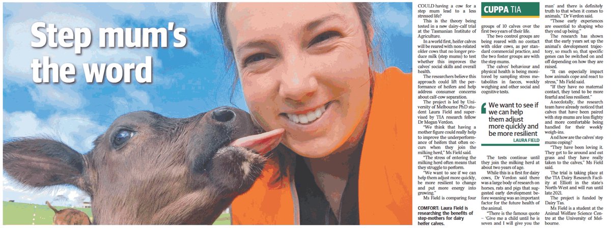awssum_gsa's tweet photo. Milking the attention from Tas Country Weekly Times for all it's worth @CowLaura https://t.co/C8bWFrNkZW