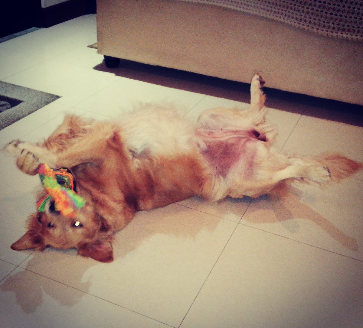 FinkleJJohnson's tweet photo. I love my dog ❤️🐶

#goldenretriever #dog #doggy #playingaround #bored #costarica https://t.co/F8mClGGmU8