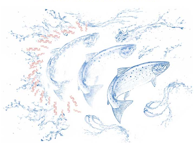 An image of multiple fish with genetic strings surrounding it.