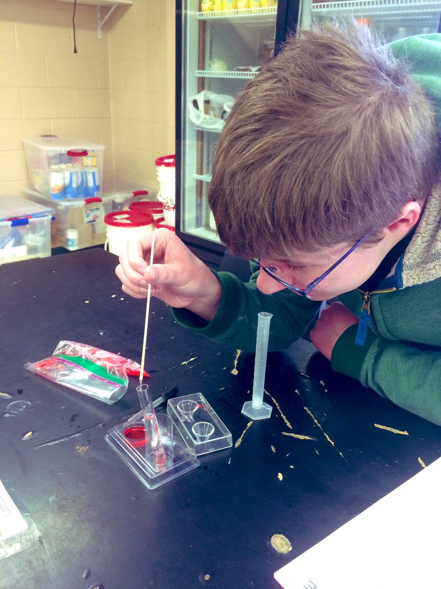 CV_AgSciences's tweet photo. After reviewing the basics of DNA, #IntroToAg classes completed a DNA extraction 🧬 from strawberries! 🍓 What cell structures were disrupted to separate this DNA? #LearnByDoing #ScienceWithPractice https://t.co/GYaBR9E4tf