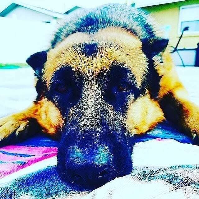 RFootsteps's tweet image. My view while laying in the pool! He is such a Ham!#gsdofinstagram #gsd #pooltime #best #bestfriend #goodtimes ift.tt/36mPxVA