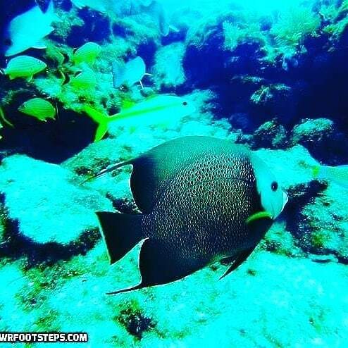RFootsteps's tweet image. I so love Angel Fish! This fellow hung out with me for most of my dive!Check out all the pictures on my latest Blog - link in Bio#underwater #scuba #scubadiving #marinelife #underwaterworld #coral #reef #coralreef #flkeys ift.tt/2NTNK3U