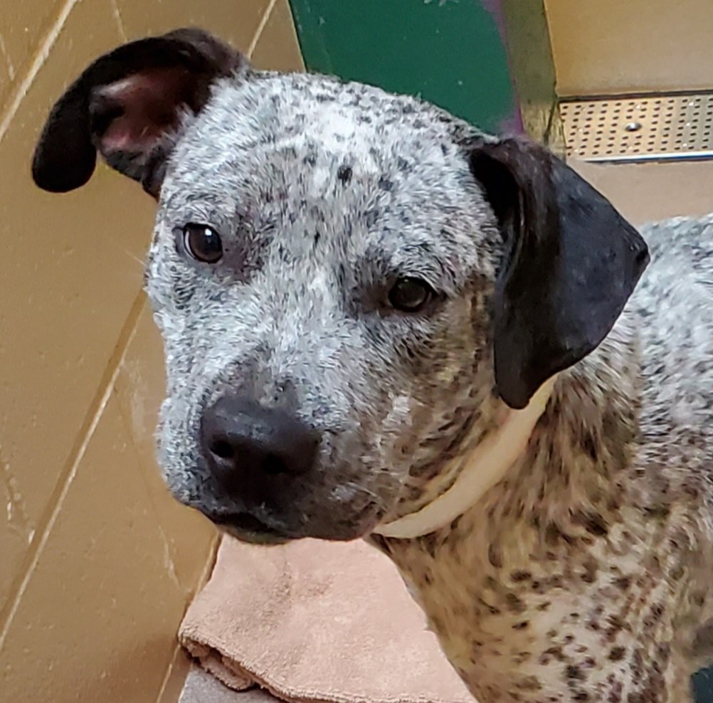 LOOK AT THOSE ADORABLE FACES!!! The Dane County Humane Society has