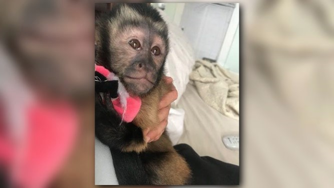 KHOU's tweet photo. Man charged with the burglary that led to monkey's escape in Galveston
https://t.co/jR8osrJIIX #khou #hounews #MissingMonkey https://t.co/ML7oLpBSTl