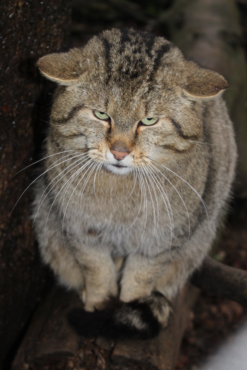 Head-on portrait of a European wild cat. It has brownish-gray fur with darker horizontal stripes on its back and cheek. It has green eyes and a dark pink nose. The cat is staring at the viewer with squinted eyes and a seemingly angry expression.