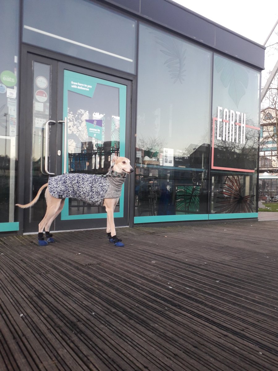 GreyhoundRobert's tweet photo. It's been a good week for #DogFriendly places in Cork! Vegan cafe Earth is yet another coffee shop converting to the dog friendly life! ❤ #dogfriendlycork #earthcafe #vegancafe #cafedogs #dogsofcork #twitterhounds https://t.co/oT3JqzAn9n