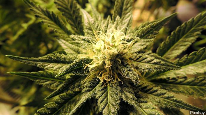 NancysBooze's tweet image. #FederalLegalization