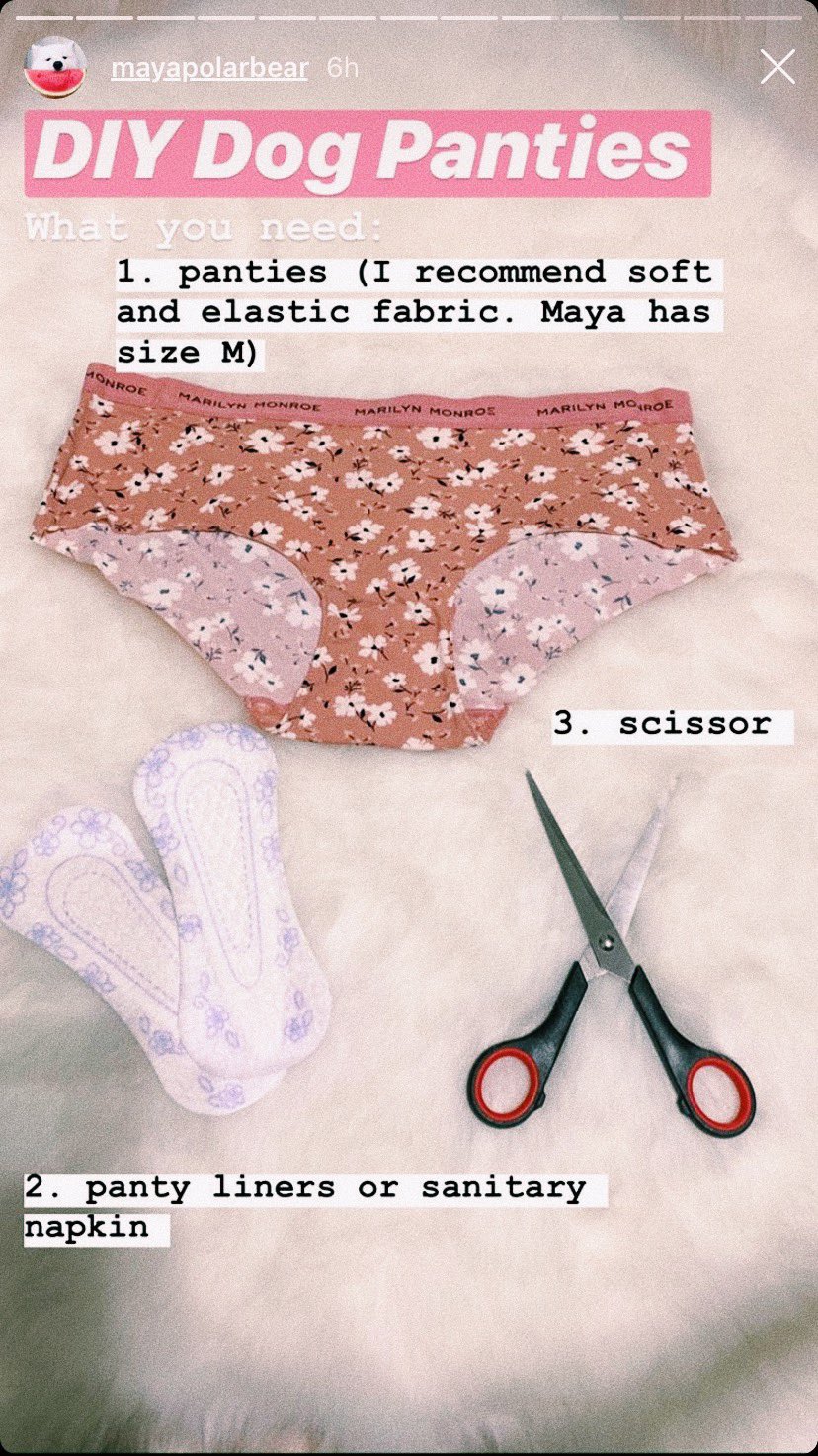 datche tabanao on X: Just watched a DIY dog panty tutorial on Instagram  story because the dog is in heat and that made me think You can literally  do anything for your