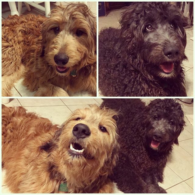 MeganCullison's tweet photo. Pupdate! I gave them a little haircut so their fur stops getting in their eyes. #bernedoodlepuppy #goldenmountaindoodle #doodlesofinstagram #goldenmountaindoodlepuppy https://t.co/tgHpyFAhUW https://t.co/ArYrx2sALV