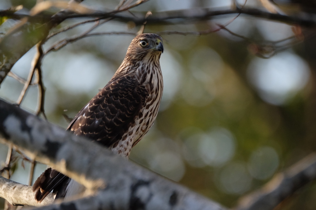 A small bird of prey sits on a branch. Overall brown in colour with a mottled white and brown breast. He has large yellow-green eyes with a fierce gaze.