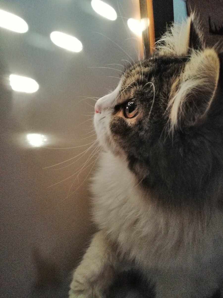 LucyLucilla's tweet photo. Quando gli occhi di un gatto, con la loro intensità, scrutano dentro di voi potete essere certi che qualunque cosa intendano dirvi è la verità! #sguardointenso #occhidigatto #ilovemycats #amiciaquattrozampe #amicipelosi #cats #mycat #gatti #amoilmiogatto #palladipelo https://t.co/1hyjrTW6E3