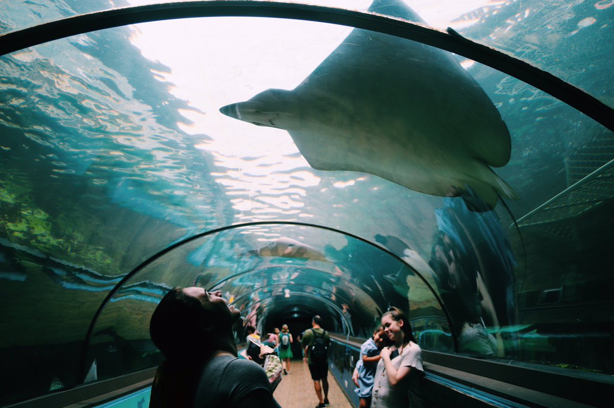 esolomon528's tweet photo. #MarEnvS20 would definitely recommend checking out Sydney’s aquarium. From seeing live dugongs that we learned about in class to discovering more ways we can help our marine environment, it was an extremely worthwhile experience. Here are some photos I took along the way! https://t.co/EJDYqTQwwL