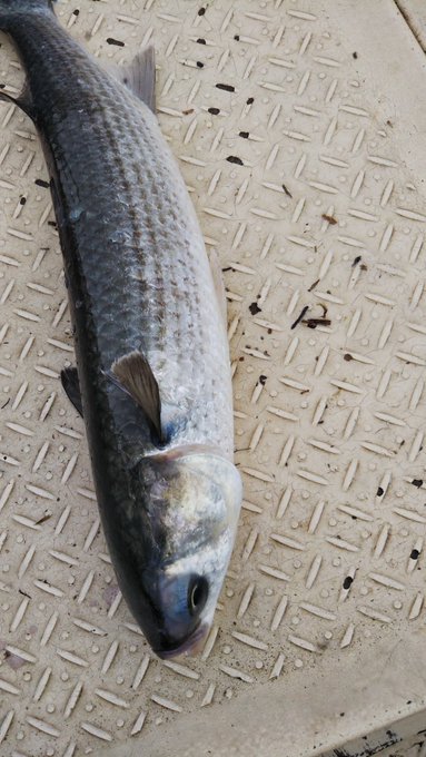 ボラの特徴 見分け方 写真から探せる魚図鑑