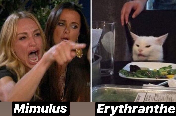 I  plant memes so much. I could not pass up the opportunity to make plant  taxonomy meme for all the #Mimulus and of #Erythranthe fans of the world.  #monkeyflowers4life You can