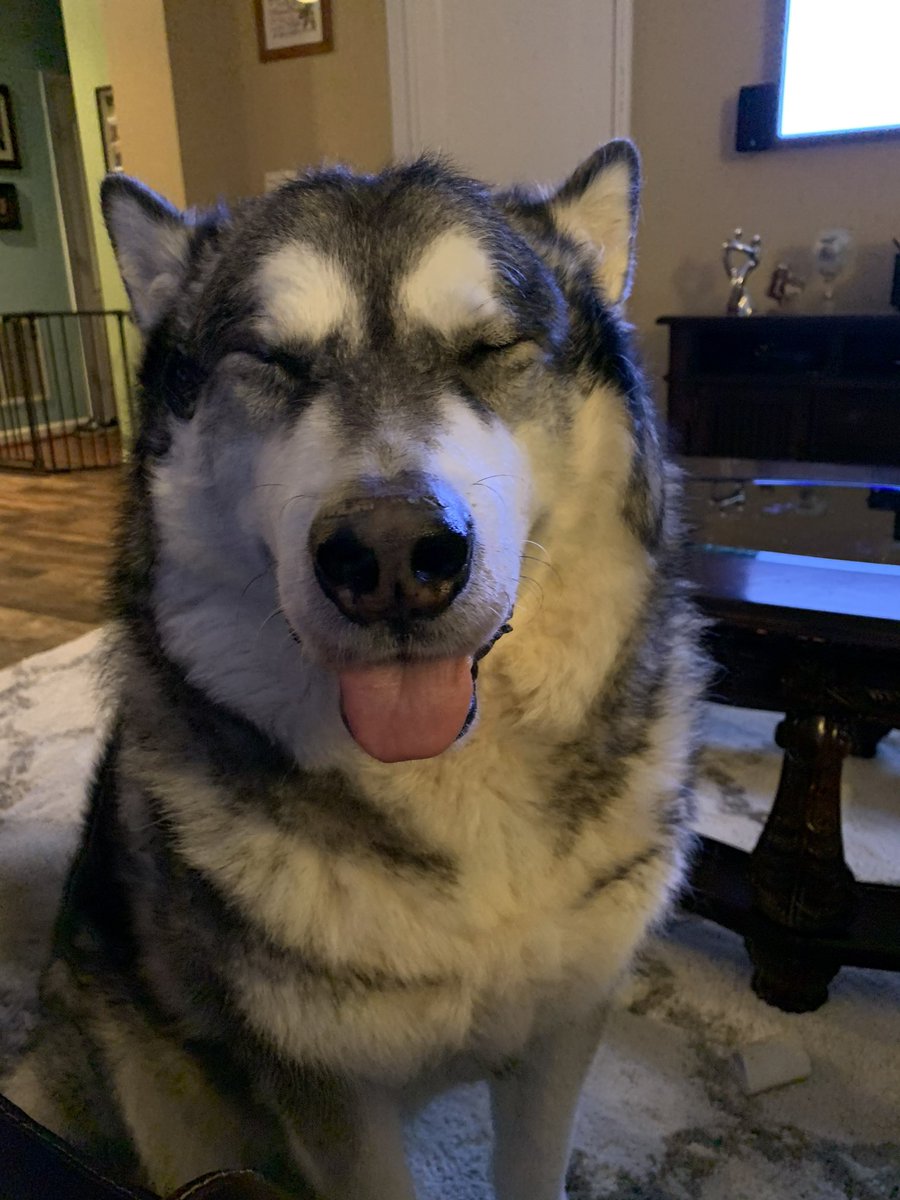 Momof3Talks's tweet photo. @PLLWaterdogs My baby Kane. https://t.co/Z4LiWEGbfh