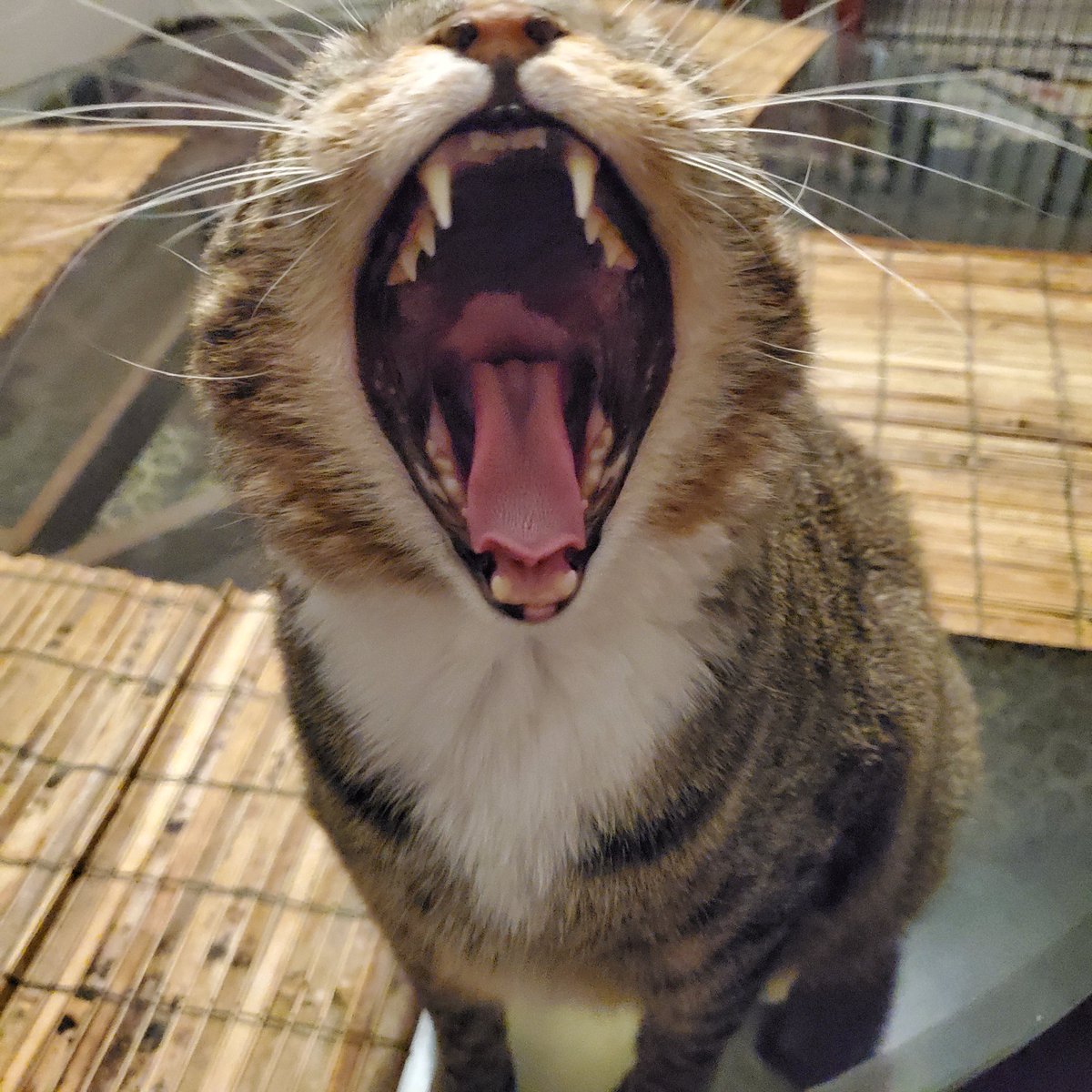 I think I just took the greatest picture of my cat. His name is Charlie Bug