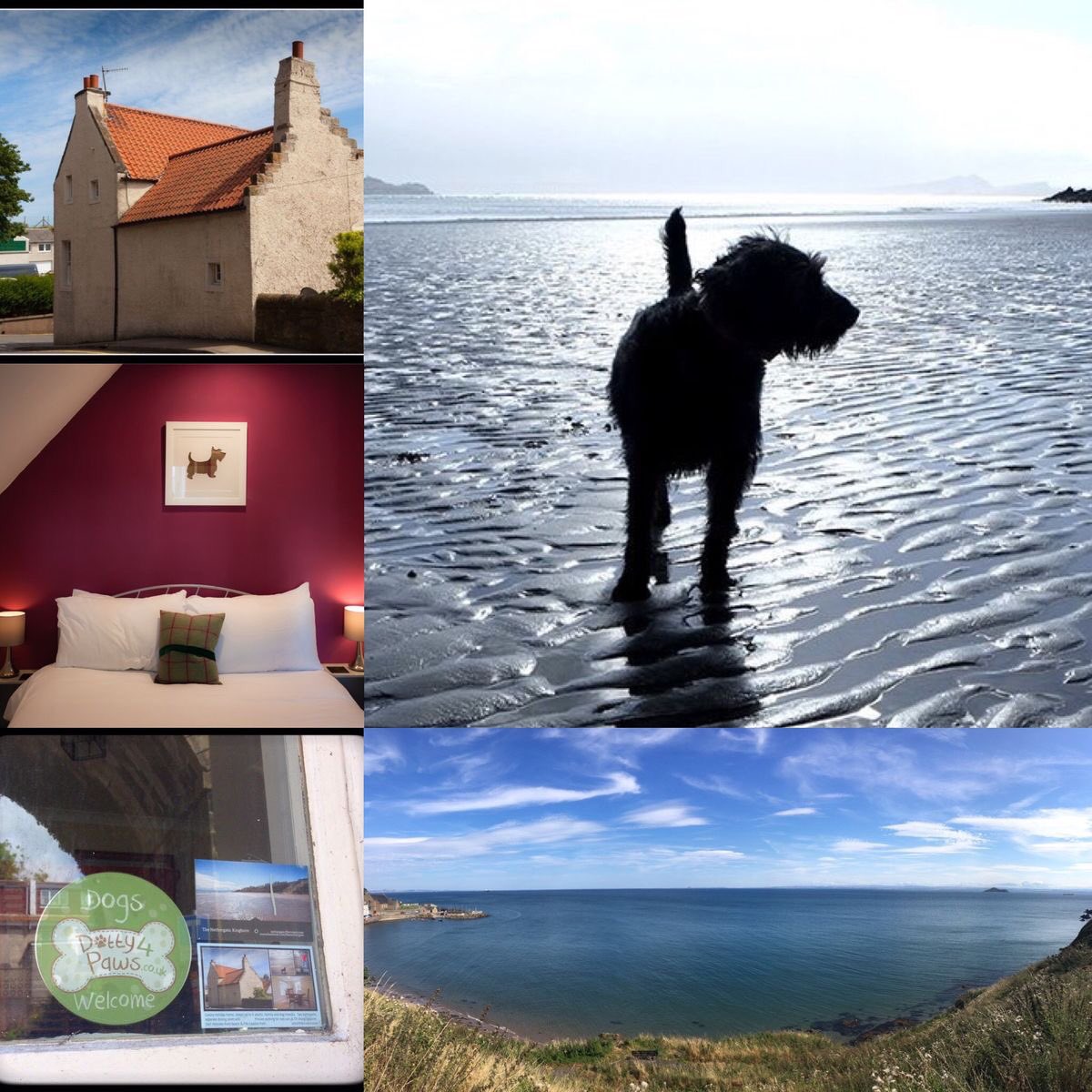 dotty4paws's tweet photo. We're delighted to include @Nethergate32 in our pack.
Check out their fabulously quirky #dogfriendly holiday cottage near beautiful Fife at https://t.co/G9hs3A2yCE … …
#Earlybiz #kinghorn #Scotland https://t.co/VifKp6gkMu