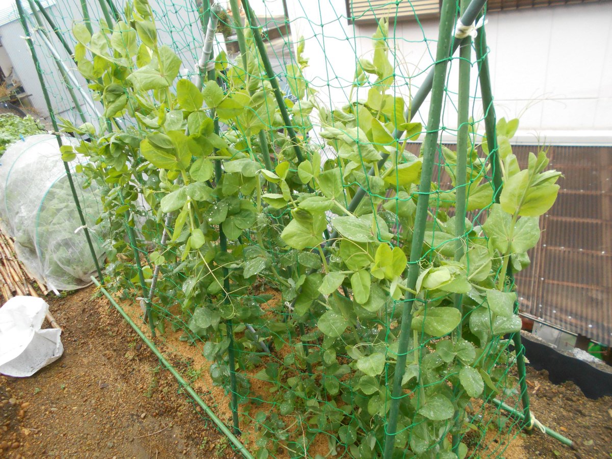 うさ えんどう豆は摘芯をしなくても育つ野菜ですが 摘心をした方が実付きが良くなり味も良い物ができます 摘芯を行うだけで実付きも味も良くなるだけでなく 風通しもよくなるので病気も防ぐことが出来ます 美味しいさやえんどうをたくさん収穫するために