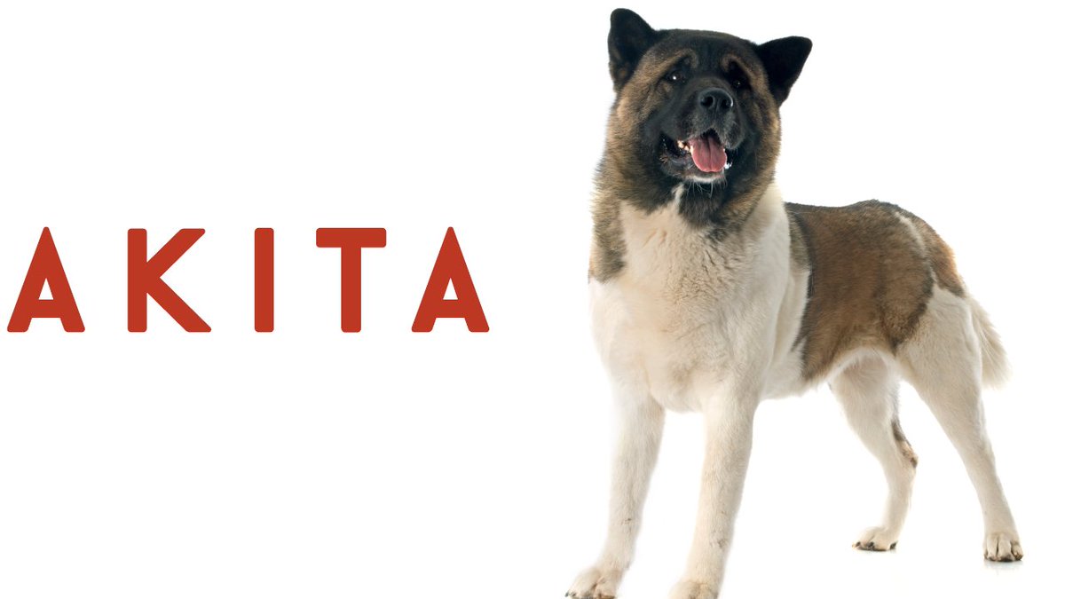 storboard's tweet photo. The Akita originates in Japan where he is considered to be "tender in heart and strong in strength."  #storyboard

https://t.co/c5Sw1sQXzN https://t.co/UBkL91fMQJ