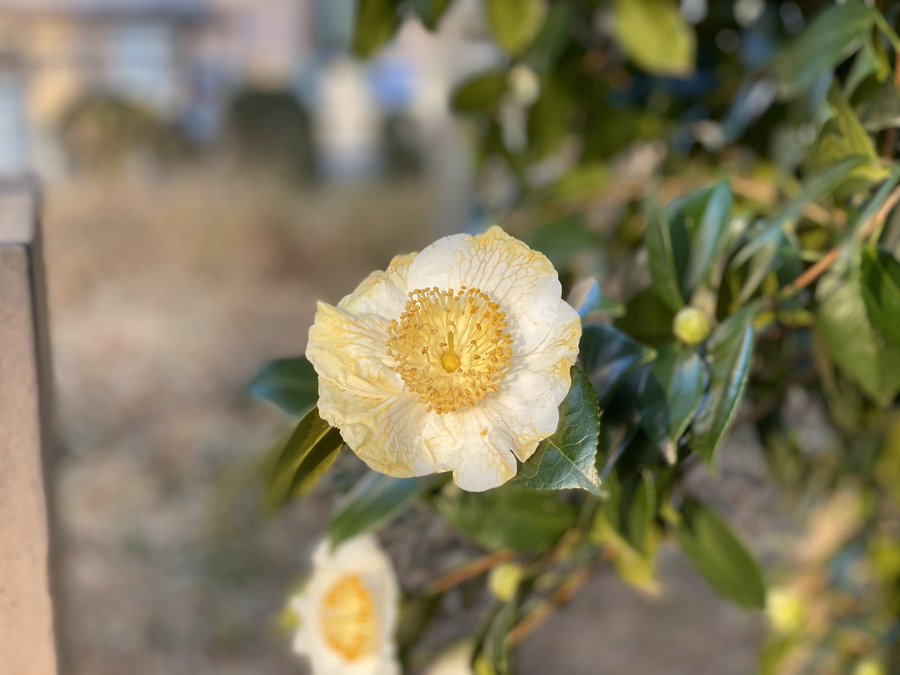山茶花と椿って見分けがつきますか 花のモナミ 埼玉県上尾市のお花屋さん