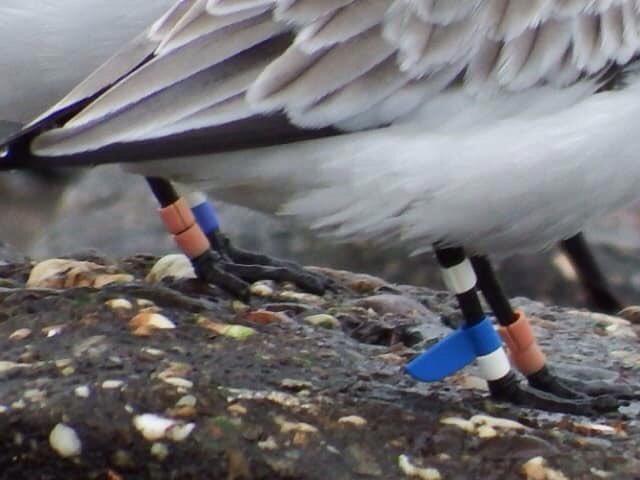 124 Sanderling at Ryde Sands yesterday including 8 colour ringed birds, all sightings logged with the Sanderling project. Thanks to Alan Brown for photos.<a href="/GrahamFAppleton/">Graham Appleton</a> <a href="/J_Reneerkens/">Jeroen Reneerkens</a> <a href="/WashWader/">Wash Wader RG</a> <a href="/WaderStudy/">Wader Study</a> <a href="/DEBALMER/">Dawn Balmer</a> <a href="/_BTO/">BTO</a>