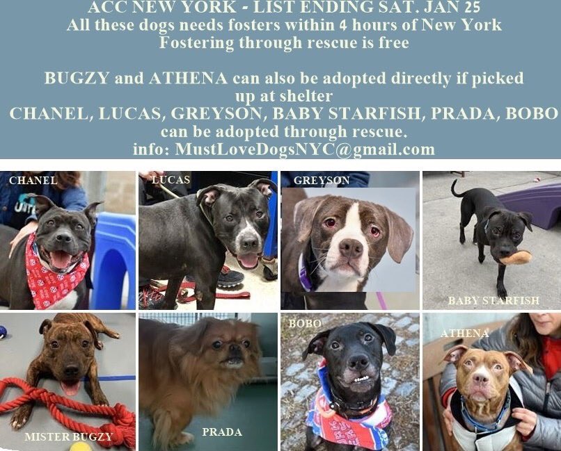 Kimberlykokourt's tweet photo. #Chanel! #Lucas! #Greyson! #BabyStarfish! #MisterBugzy (#Bugzy)! #Prada! #Bobo and #Athena are the beautiful #dogs and #puppies of the #NYCACC @NYCACC #shelter that will result with all 8 dogs 🐕 getting #euthanized on Saturday 1-25-2020 at 12PM w/o a placement! #dogsoftwitter https://t.co/KCpQeoCZlR