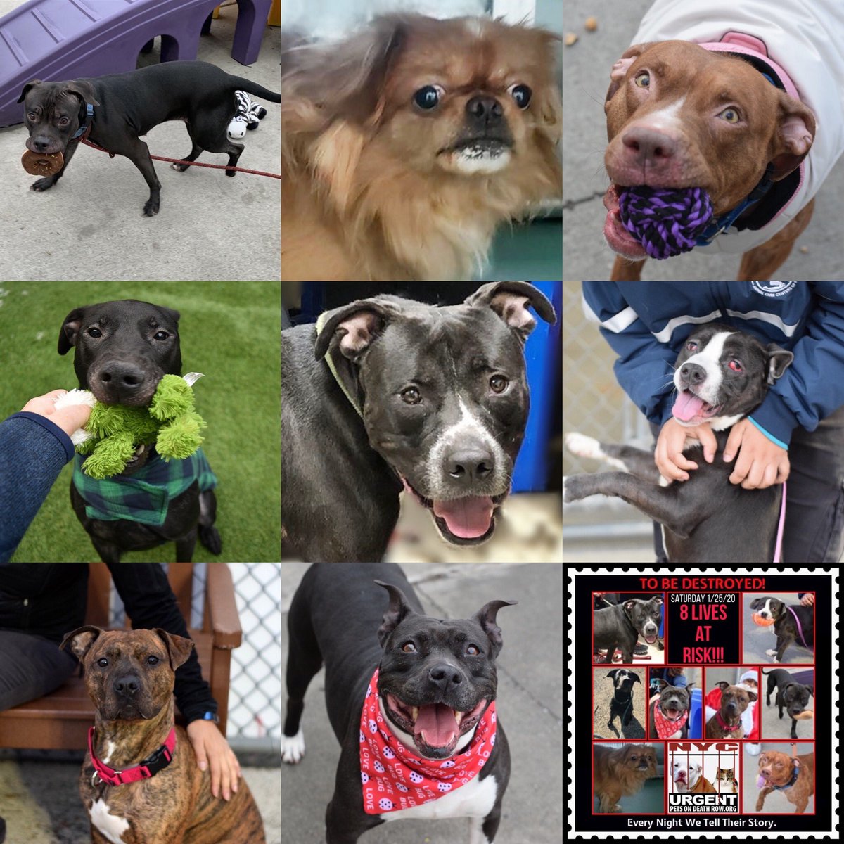 Kimberlykokourt's tweet photo. #Chanel! #Lucas! #Greyson! #BabyStarfish! #MisterBugzy (#Bugzy)! #Prada! #Bobo and #Athena are the beautiful #dogs and #puppies of the #NYCACC @NYCACC #shelter that will result with all 8 dogs 🐕 getting #euthanized on Saturday 1-25-2020 at 12PM w/o a placement! #dogsoftwitter https://t.co/KCpQeoCZlR