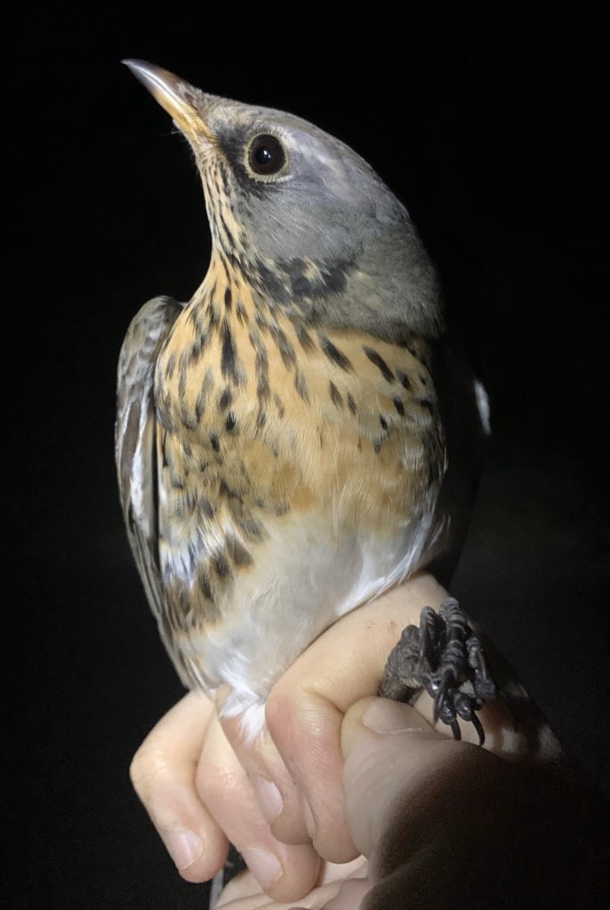 RingersWm's tweet photo. Last night we were out @farmer_richardT farm with @NFUWestMids showing them the work we do with farmers in the West Midlands and the survey techniques we utilise using the thermal imager. Plenty of birds seen with 8 Skylark, 1 Woodcock, 1 Redwing &amp; Fieldfare @NFFNUK #birdringing https://t.co/ZnMTGE0I4W