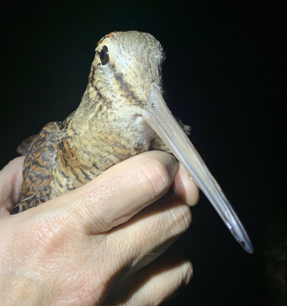 RingersWm's tweet photo. Last night we were out @farmer_richardT farm with @NFUWestMids showing them the work we do with farmers in the West Midlands and the survey techniques we utilise using the thermal imager. Plenty of birds seen with 8 Skylark, 1 Woodcock, 1 Redwing &amp; Fieldfare @NFFNUK #birdringing https://t.co/ZnMTGE0I4W
