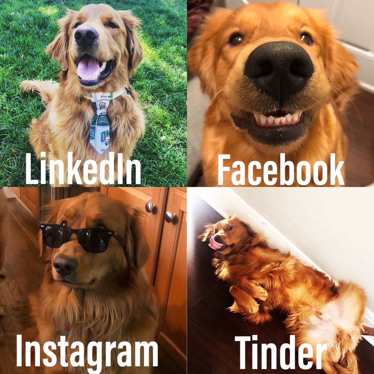 Dennizzaa's tweet photo. Willy is very active on social media @dog_rates https://t.co/gXdvldtNyf