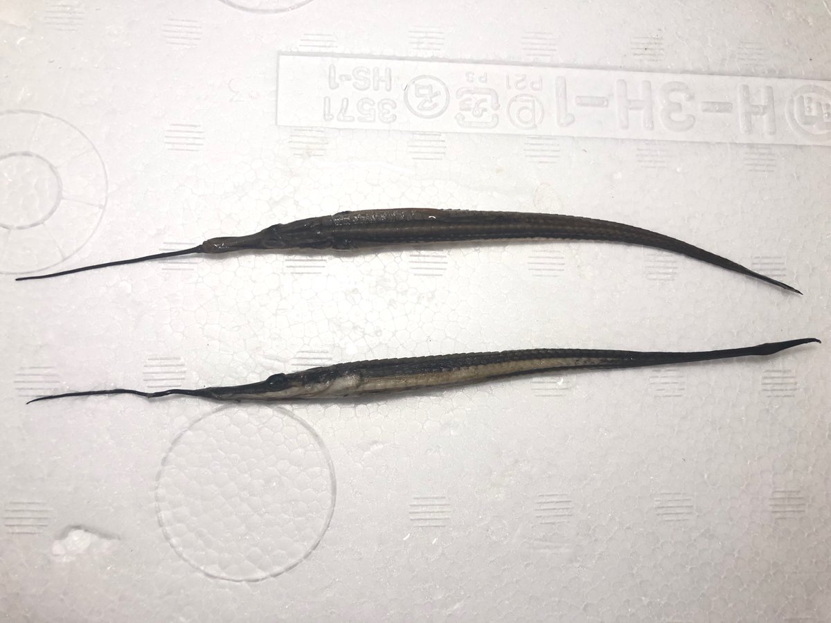 Sorari 日本海便1種目 ヤギウオが来てくれました しかもなんと2匹も 下顎から伸びたヒゲが非常に特徴的な珍魚です 甲冑の様な格好良い鱗も刺さりますね 笑
