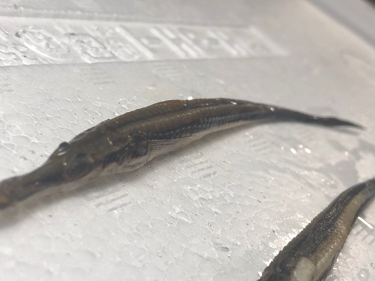 Sorari A Twitter 日本海便1種目 ヤギウオが来てくれました しかもなんと2匹も 下顎から伸びたヒゲが非常に特徴的な珍魚です 甲冑の様な格好良い鱗も刺さりますね 笑