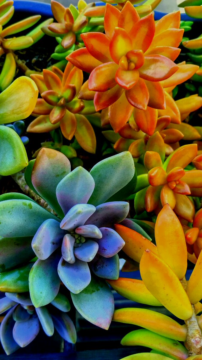 HanifAsfari's tweet photo. Kegabutan di pagi hari, jejepretan taneman di rumah. Bisi ada yg mau buat wallpaper, mangga. Editanna jelek karena tidak handal. Kalo butuh mentahan fotonya berkabar aja https://t.co/9iYfn6Y71C