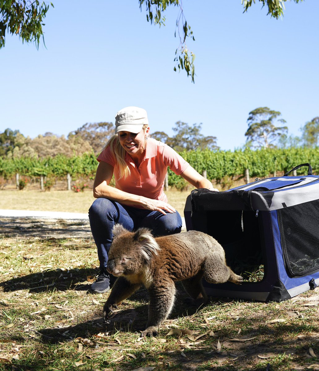Every koala we rescue, treat and release back into the wild is a symbol of our ability to achieve great things amongst great adversity 🐨 🇦🇺 ❤️
#AustralianFires #KoalaCrisis #AustraliaBushfires #koala #australianbushfireanimals
