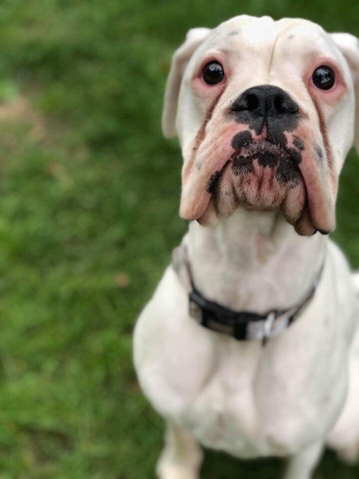 The Deaf Dog Network tweet media