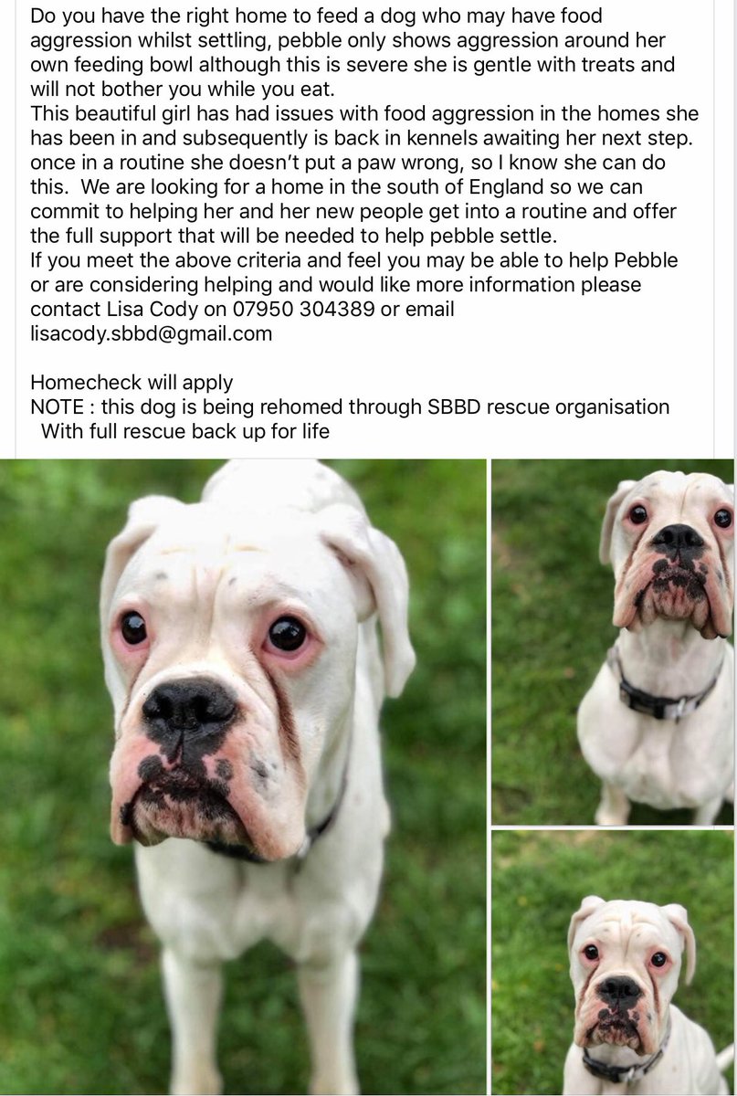 The Deaf Dog Network tweet media