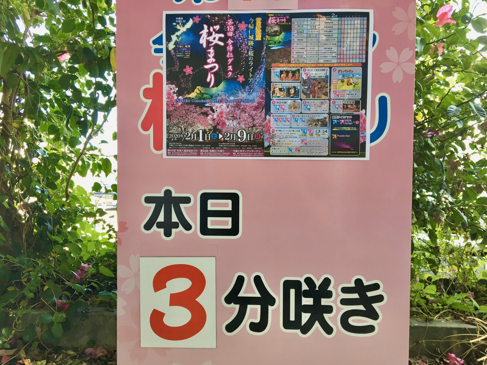 今帰仁村観光協会 沖縄県 今帰仁城跡 サクラ開花状況 本日も まだ3分咲き 今日は初夏のような天気の今帰仁村です 既に咲いているさくらの木も何本かありますよ これから桜まつりまで ほぼ毎日開花状況をお知らせします 2 1から今帰仁城で桜