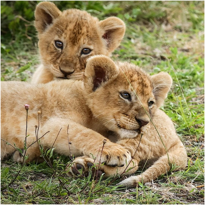 Both are precious. 

#tanzania #tanzaniawildlife #tanzaniasafari #safaripics #wildlifecaptures #lioncubs #savelions #africanwildlife #africanwildlifephotography #travelblogger #travelphotographer #natureloversgallery #wonderfulwildlife #wildlifepics #exploreafrica