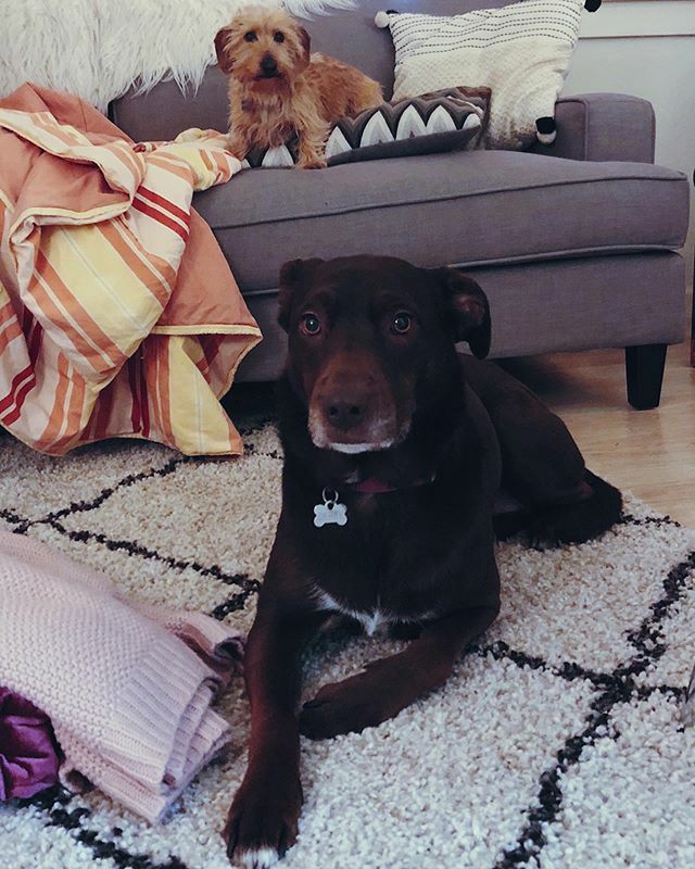 DerbyDailyDog's tweet photo. Hangin with this cute bud, @huckleberryduggan #boyfriendmaterial #littled .
.
.
.

#puppiesofinstagram #todayshowpets #dogoftheday #labradorretriever #lab #rescuedog #instapuppy #adoptdontshop #labrador #chocolatelab #pup #dailywoof #woof #rescue #bark #… https://t.co/gLgeVVXRYP https://t.co/YlV2o07Odd