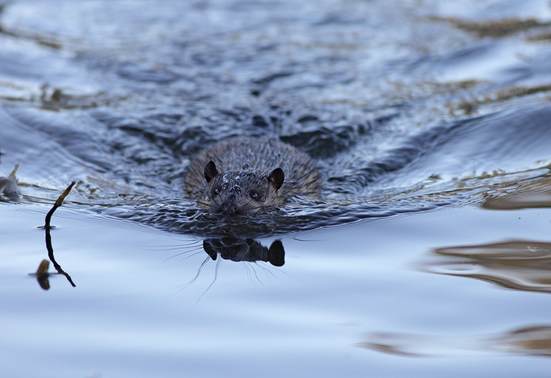 Rakali swimming. Photo: Leo via Flickr CC 2.0, (@leo_qbn)
