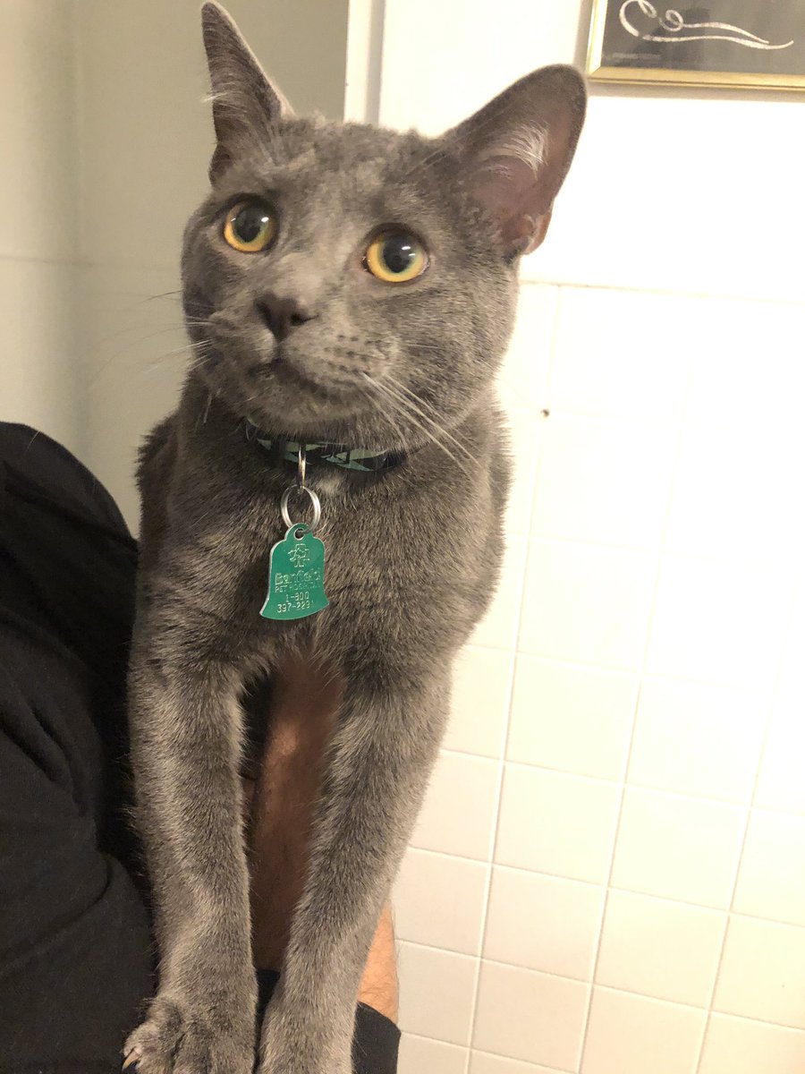 alfierijohn's tweet image. If anyone has lost a cat near Rankin Street in Akron, Ohio please feel free to message me. He is safe and sound but we want to make sure he finds his way home