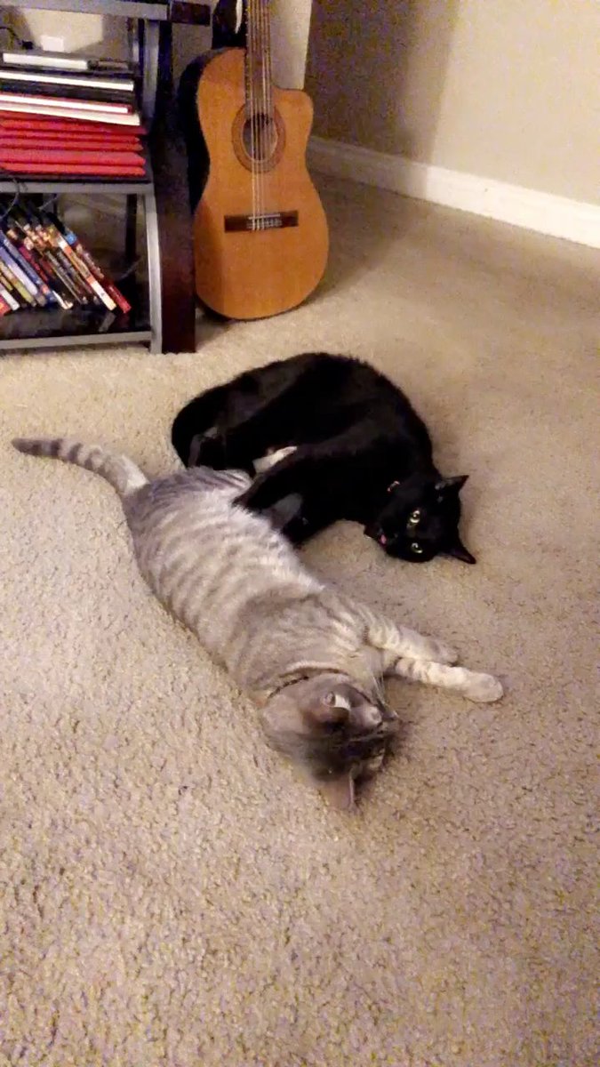 MeowMoeDotCom's tweet image. #Blepping #Void #Attacks #Napping #Kitters!!!
 
#Cats #Cat #Kittens #Kitten #Kitty #Pets #Pet #Meow #Moe #CuteCats #CuteCat #CuteKittens #CuteKitten #MeowMoe

meowmoe.com/564614/bleppin…
 
.