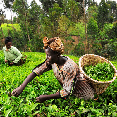 Gates Foundation to Launch Agricultural Innovation NonprofitTo be known as Gates Ag One, the organization will work to translate high-impact innovations into affordable, high-quality tools, technologies, and resources that smallholder farmers can use to sustainably improve crop p